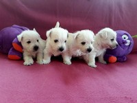 Sugar Star FCI, Hodowla West Highland White Terrier, West Highland White Terriery