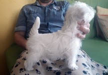 Sugar Star FCI, Hodowla West Highland White Terrier, West Highland White Terriery