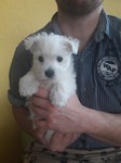 Sugar Star FCI, Hodowla West Highland White Terrier, West Highland White Terriery