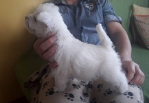 Sugar Star FCI, Hodowla West Highland White Terrier, West Highland White Terriery