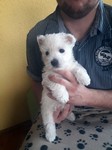 Sugar Star FCI, Hodowla West Highland White Terrier, West Highland White Terriery