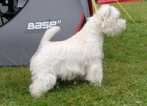 Sugar Star FCI, Hodowla West Highland White Terrier, West Highland White Terriery