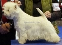 Sugar Star FCI, Hodowla West Highland White Terrier, West Highland White Terriery