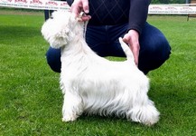 Sugar Star FCI, Hodowla West Highland White Terrier, West Highland White Terriery