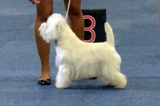Sugar Star FCI, Hodowla West Highland White Terrier, West Highland White Terriery