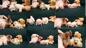 Sugar Star FCI, Hodowla West Highland White Terrier, West Highland White Terriery