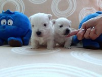 Sugar Star FCI, Hodowla West Highland White Terrier, West Highland White Terriery
