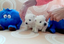 Sugar Star FCI, Hodowla West Highland White Terrier, West Highland White Terriery
