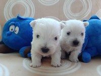 Sugar Star FCI, Hodowla West Highland White Terrier, West Highland White Terriery