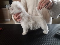 Sugar Star FCI, Hodowla West Highland White Terrier, West Highland White Terriery