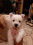 Sugar Star FCI, Hodowla West Highland White Terrier, West Highland White Terriery