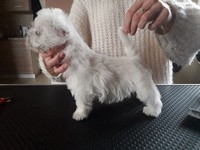 Sugar Star FCI, Hodowla West Highland White Terrier, West Highland White Terriery