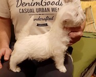 Sugar Star FCI, Hodowla West Highland White Terrier, West Highland White Terriery