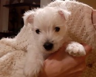 Sugar Star FCI, Hodowla West Highland White Terrier, West Highland White Terriery