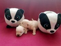 Sugar Star FCI, Hodowla West Highland White Terrier, West Highland White Terriery