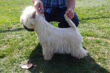 Sugar Star FCI, Hodowla West Highland White Terrier, West Highland White Terriery
