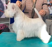 Sugar Star FCI, Hodowla West Highland White Terrier, West Highland White Terriery