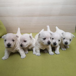 Sugar Star FCI, Hodowla West Highland White Terrier, West Highland White Terriery