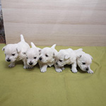 Sugar Star FCI, Hodowla West Highland White Terrier, West Highland White Terriery