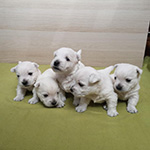 Sugar Star FCI, Hodowla West Highland White Terrier, West Highland White Terriery