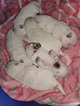 Sugar Star FCI, Hodowla West Highland White Terrier, West Highland White Terriery