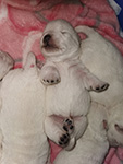 Sugar Star FCI, Hodowla West Highland White Terrier, West Highland White Terriery