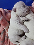 Sugar Star FCI, Hodowla West Highland White Terrier, West Highland White Terriery