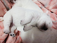 Sugar Star FCI, Hodowla West Highland White Terrier, West Highland White Terriery