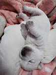 Sugar Star FCI, Hodowla West Highland White Terrier, West Highland White Terriery