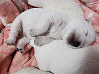 Sugar Star FCI, Hodowla West Highland White Terrier, West Highland White Terriery