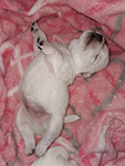 Sugar Star FCI, Hodowla West Highland White Terrier, West Highland White Terriery