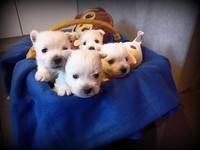 Sugar Star FCI, Hodowla West Highland White Terrier, West Highland White Terriery