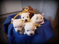 Sugar Star FCI, Hodowla West Highland White Terrier, West Highland White Terriery