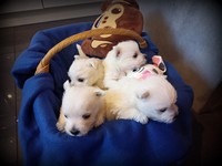 Sugar Star FCI, Hodowla West Highland White Terrier, West Highland White Terriery