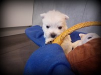 Sugar Star FCI, Hodowla West Highland White Terrier, West Highland White Terriery