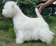 Sugar Star FCI, Hodowla West Highland White Terrier, West Highland White Terriery