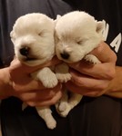 Sugar Star FCI, Hodowla West Highland White Terrier, West Highland White Terriery