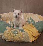 Sugar Star FCI, Hodowla West Highland White Terrier, West Highland White Terriery