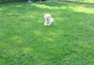 Sugar Star FCI, Hodowla West Highland White Terrier, West Highland White Terriery