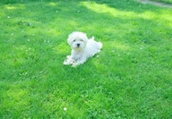 Sugar Star FCI, Hodowla West Highland White Terrier, West Highland White Terriery