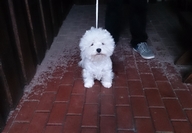 Sugar Star FCI, Hodowla West Highland White Terrier, West Highland White Terriery