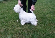 Sugar Star FCI, Hodowla West Highland White Terrier, West Highland White Terriery