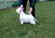 Sugar Star FCI, Hodowla West Highland White Terrier, West Highland White Terriery