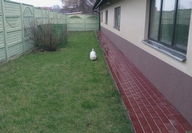 Sugar Star FCI, Hodowla West Highland White Terrier, West Highland White Terriery