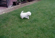 Sugar Star FCI, Hodowla West Highland White Terrier, West Highland White Terriery