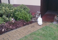 Sugar Star FCI, Hodowla West Highland White Terrier, West Highland White Terriery