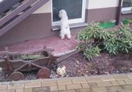 Sugar Star FCI, Hodowla West Highland White Terrier, West Highland White Terriery