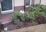 Sugar Star FCI, Hodowla West Highland White Terrier, West Highland White Terriery