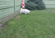 Sugar Star FCI, Hodowla West Highland White Terrier, West Highland White Terriery