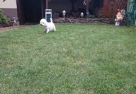 Sugar Star FCI, Hodowla West Highland White Terrier, West Highland White Terriery